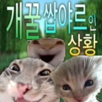 디시콘