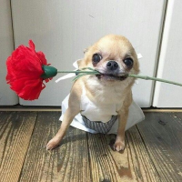 디시콘