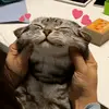 디시콘