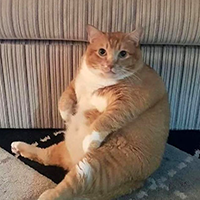 디시콘
