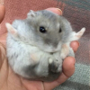 디시콘