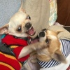 디시콘