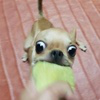 디시콘