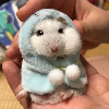 디시콘