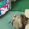 디시콘
