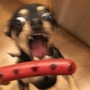 디시콘