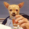 디시콘