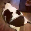 디시콘
